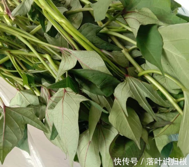 这菜农村到处有,城里8块一斤,比鸡鸭肉强,视力清晰,身体强壮