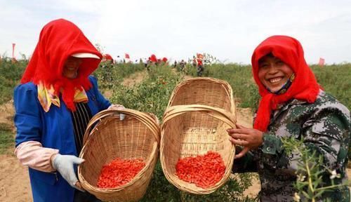  养肝|养肝的“头名”是它，并非红枣，日常吃一吃，养肝排毒，人长寿！