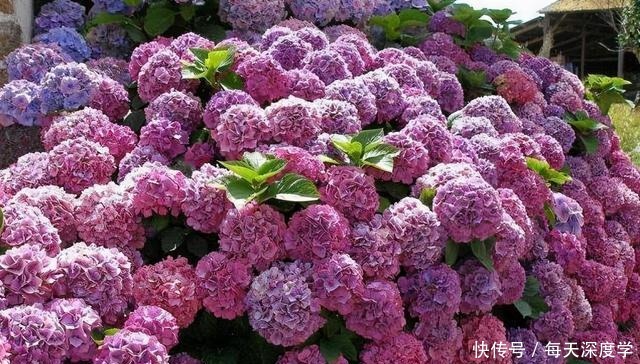 绣球花|6种“欠冻花”,冬天会假死,闷着头憋新芽,春天一到,砰砰爆花