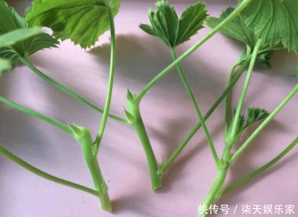 秋季|3种枝条泡水里,10天长根,一次开花100朵,水培成活率更高!