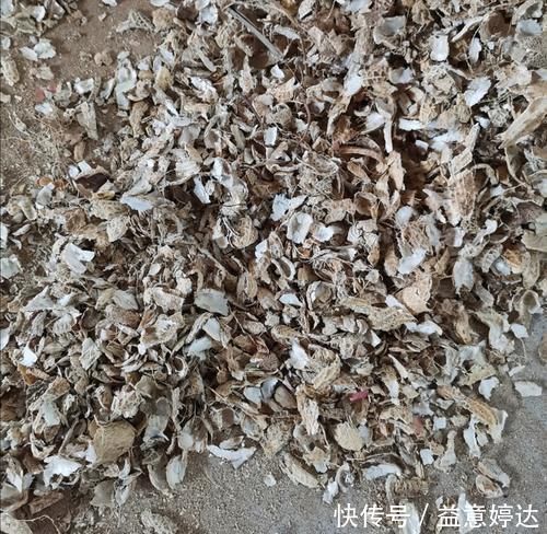 营养土不用花钱买,自己制作的“营养土”,养啥花都旺