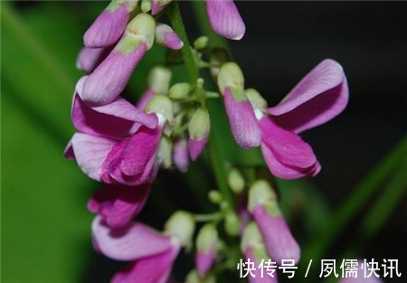 五味子|此花随风飘荡,在空中争奇斗艳,散发出浓郁的花香,象征着高洁