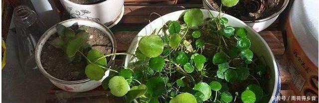 铜钱草总是养不好，自从学了这几招，叶子长得巴掌大！