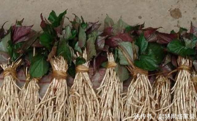 却是|这种菜很难吃, 却是天然的抗癌明星, 可惜好多人都不知道