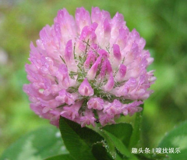 此花花姿妖娆,浓郁的芳香沁人心脾,绚丽的花色格外夺目动人