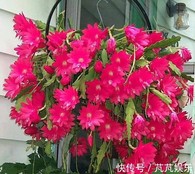 养花不用花钱,这3种花简单“扦插”,没几天就生根发芽,爱开花