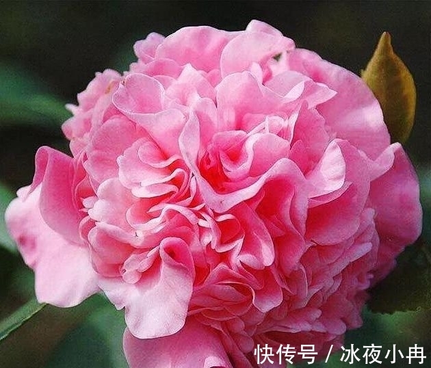 4种漂亮花养家里,一年四季开花不断,惊艳如花球,美翻了