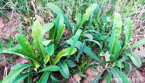 麦田一野草，俗称“小人参”，对高血压很有好