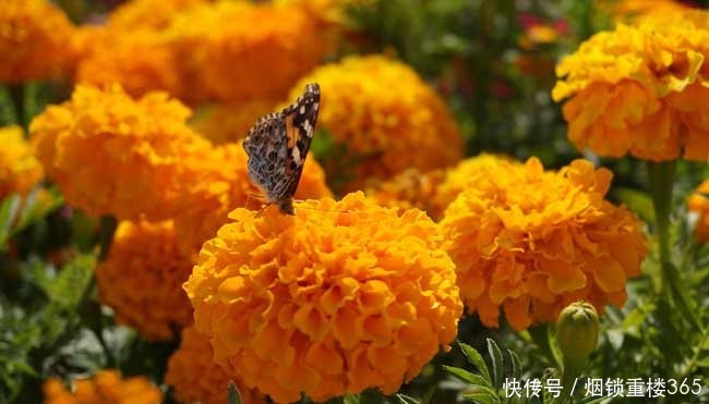 此花是健康长寿的代表,花色丰富艳丽多彩,看一眼忘也忘不掉