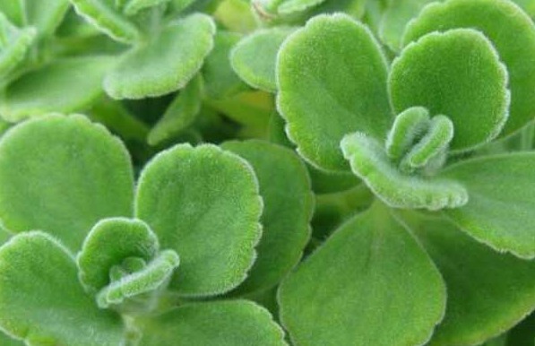 碰碰香|乡村很常见的野菜，美味可口，具有很高的养生价值早吃早受益