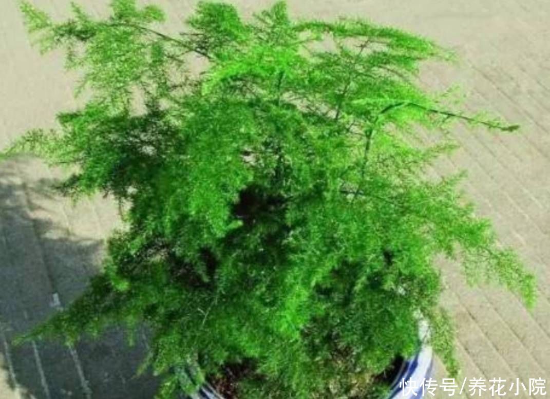 烂根|文竹就怕3件事，做错了容易出现烂根黄叶
