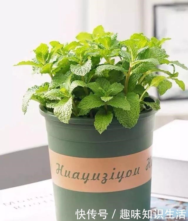 肥沃|人养花、花也养人，医生喜欢养的八种花，家里养一盆，清雅又健康！