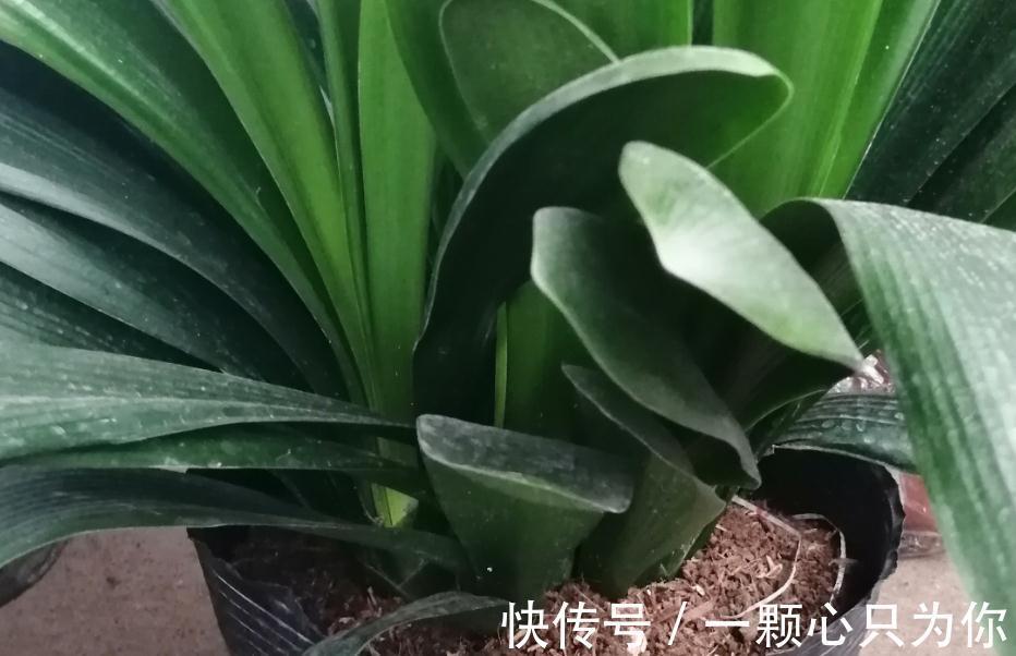 为什么君子兰长势弱,不开花,不仅仅是缺肥那么简单
