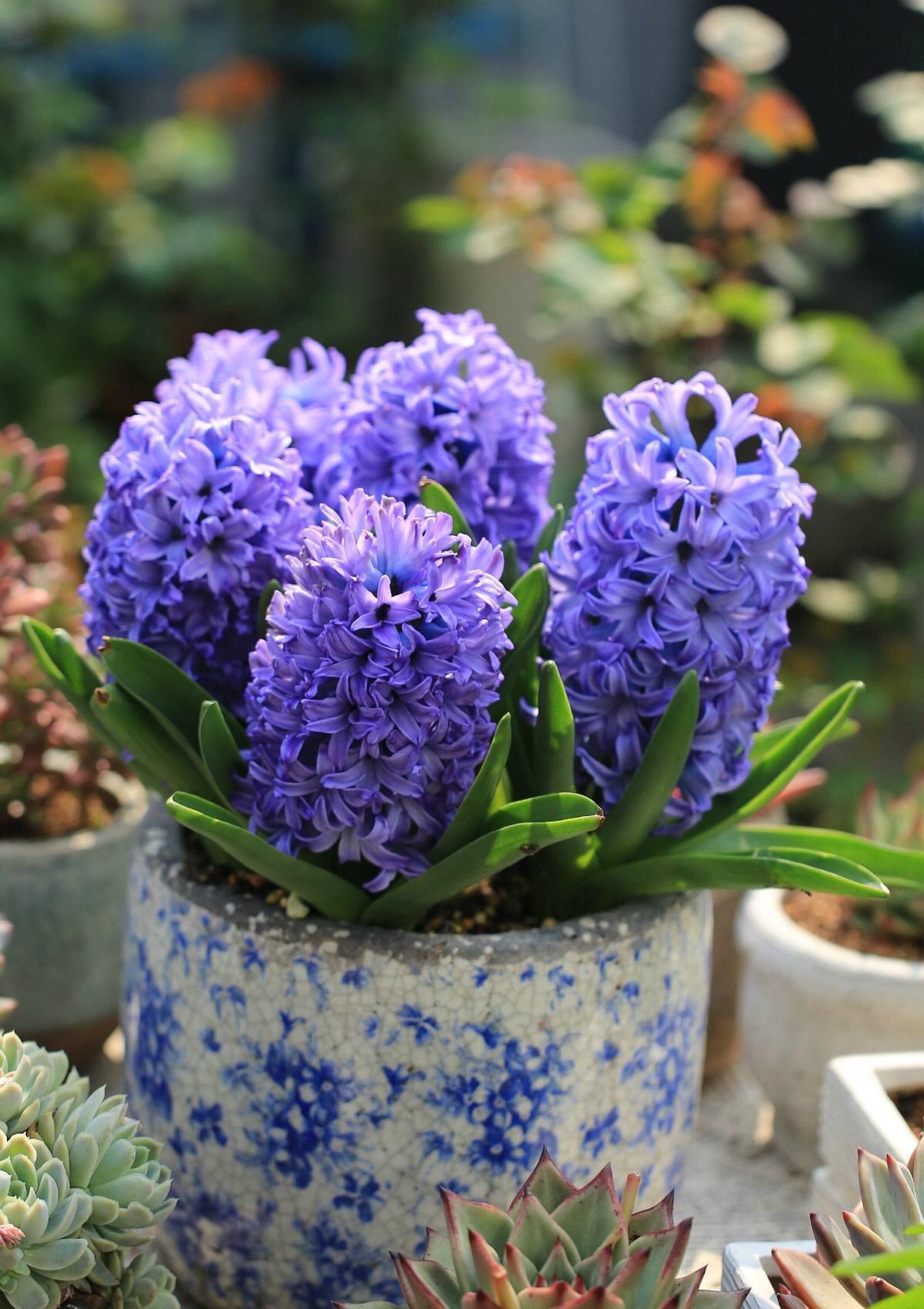 养花试试这几款,因有着漂亮的糖果花色而得名,点缀效果很好