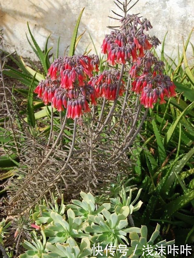 落地生根属的大家庭,品种多,花朵好看!