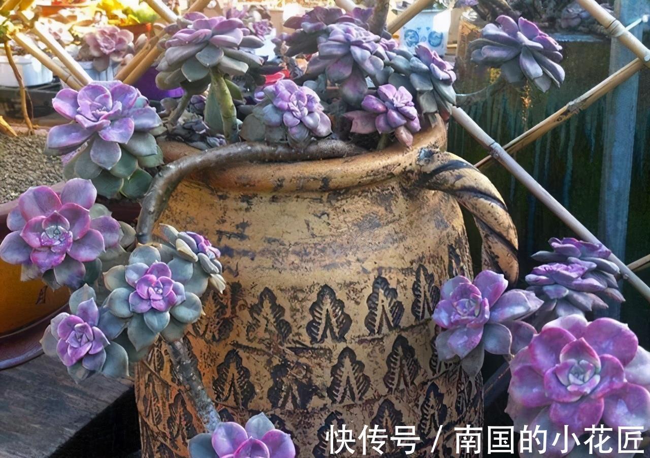 紫乐|4种多肉徒点没关系，很适合养成悬崖桩