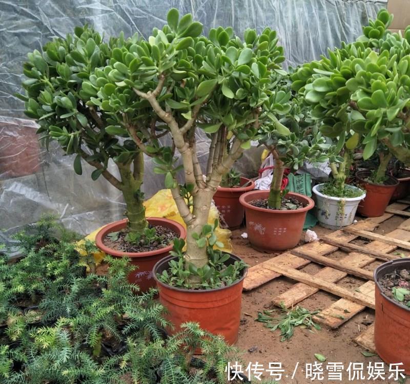 7种“漂亮花”,自带“储水器”,一个月不浇水也旱不死