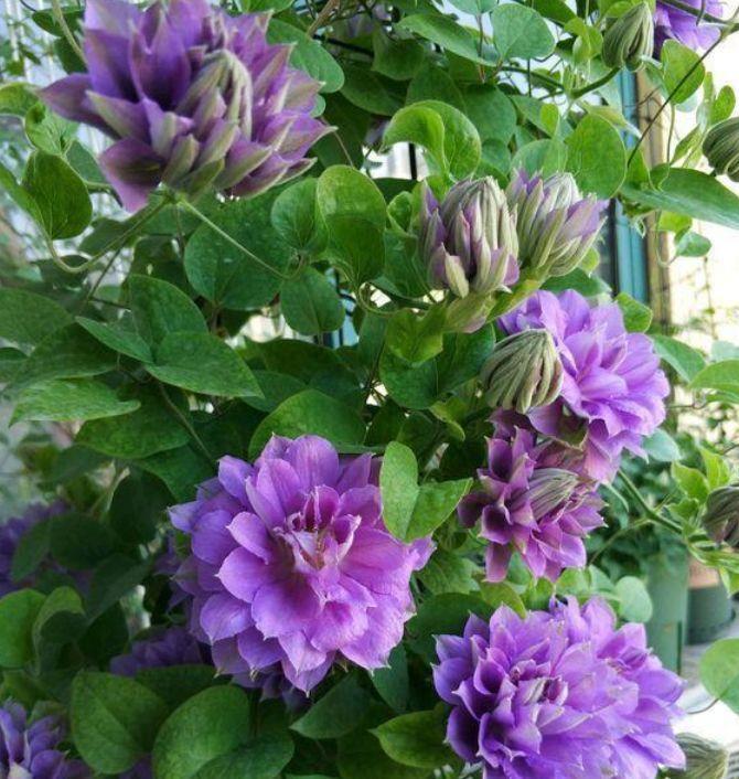 花期超长的5种花,一开就是200天,人见人爱,赏花不能停