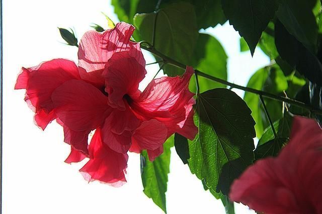 金枝玉叶|养3种花“多修剪”,2年养成“6层塔”,放在家里真“养眼”