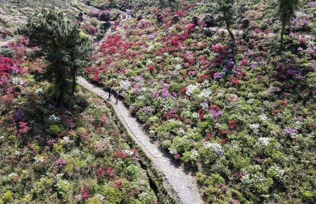 浙江金华：杜鹃花开迎客来，美丽风景你来赏