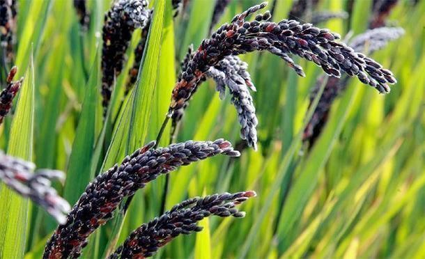 枸杞|男人多吃4种“肾黄金”，比吃枸杞还强，50岁后依旧“肾强腰壮”