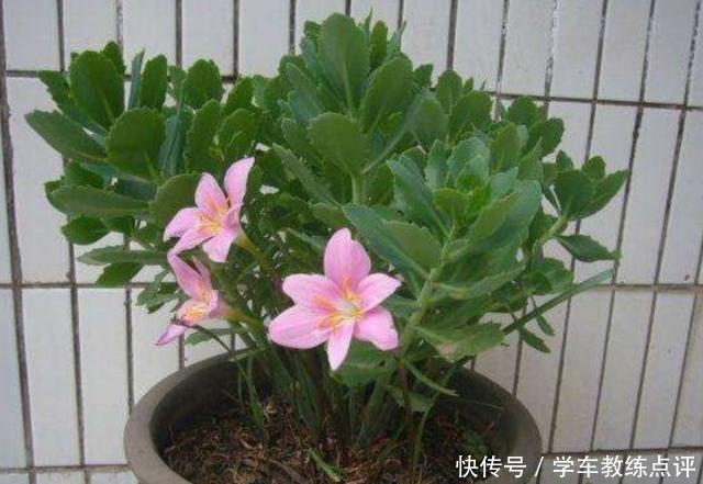 用剩茶叶水浇花,不是直接倒入花盆,这样用才更有效果!