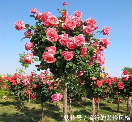 花卉|7种花，再心动也别买，带回家养不活，新手选择要慎重！