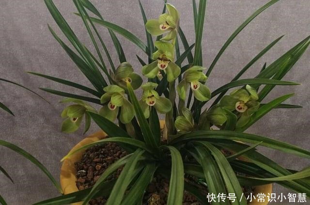 兰花喜阴、不喜光就“1点”误导了多少人,难怪兰花不开花!