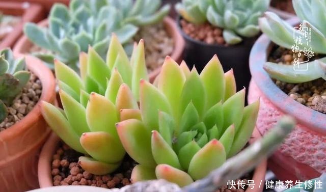 冬季,属于多肉的季节!养多肉的你喜欢冬天吗!