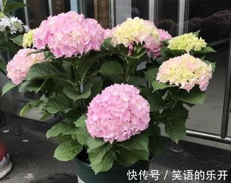 浇水|全民公认,天热值得入手的8种花,粗放管理开花贼漂亮