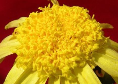 新手养花,不如养盆花中精品“盘龙扶郎”,似藕粉金桂,绚丽秀气