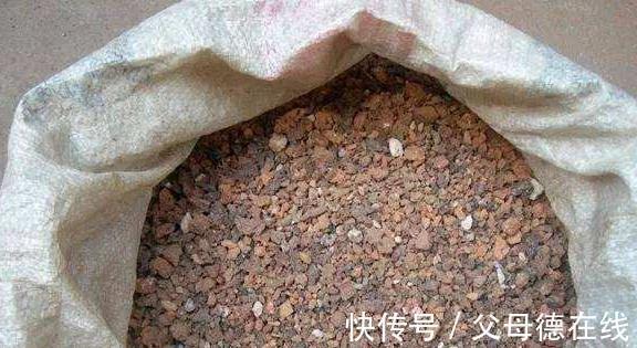 君子兰|11月养君子兰,一种渣扔盆里,浇上1种水,叶绿花更艳