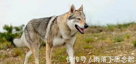 小黑@聊斋故事:猎 妻 会