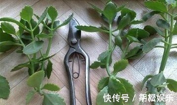 技巧|1盆长寿花长出“25根”花箭，掌握“4个技巧”，你也可以做到