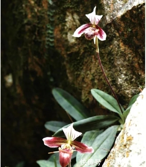 好丑！好臭！你没看错，我说的是兰花