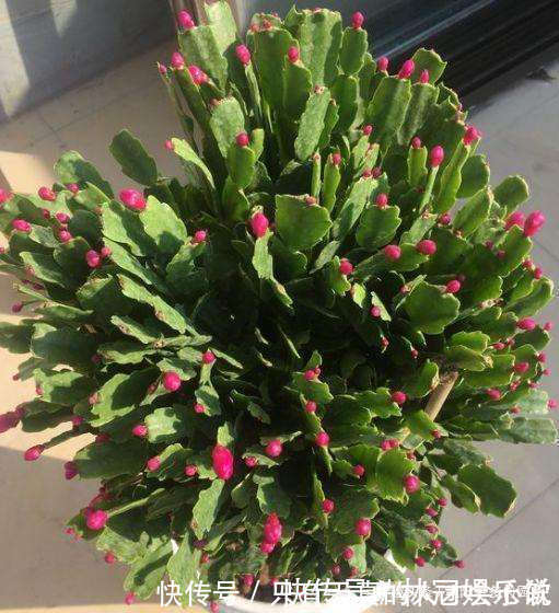 养蟹爪兰 花盆里撒点 小豆豆 叶子坚挺开花旺 粉紫色