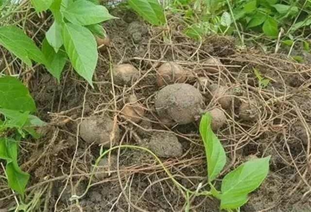 江西草药|农村只长三片叶子的野草,根茎却是“草中金”,比铁皮石斛还好