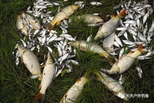 惊蛰过后开始钓大鱼,几个自制饵料配方,通杀鲫草鲤