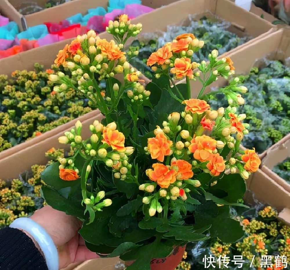 花市|花市上的长寿花满头花苞？原来有“猫腻”，咱也学一学