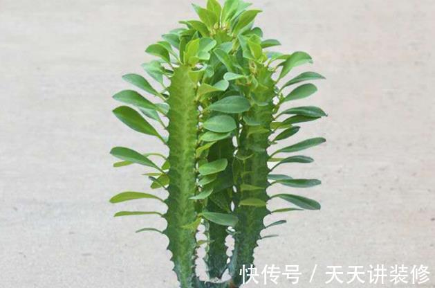 家里养这六种花,干一点越长越好,浇水多就容易烂