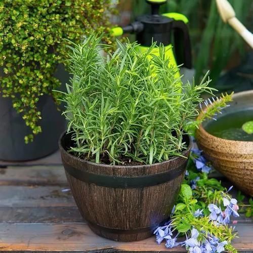 想让家里“病菌”少,就养五种植物,漂亮又好养!