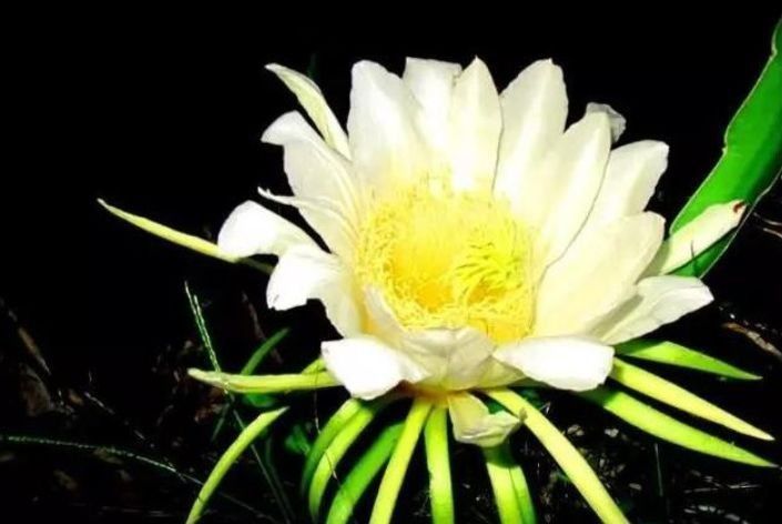 4种花适合春天养,招财进宝添福运,看起来绿绿的,很漂亮