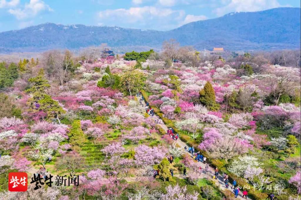 老年|南京国际梅花节19日开幕，梅花山花海如潮