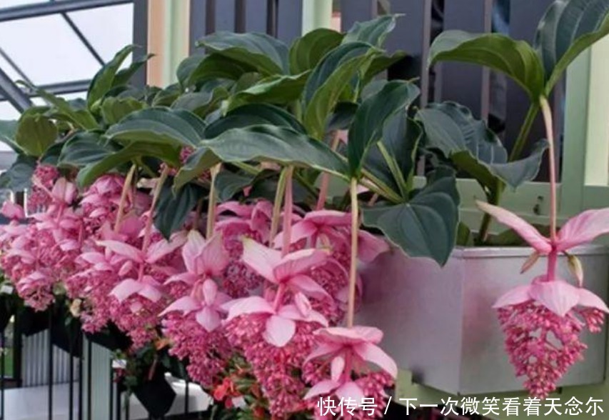 4种“女王花”,美出新天地,高端大气上档次,谁见了都想养!