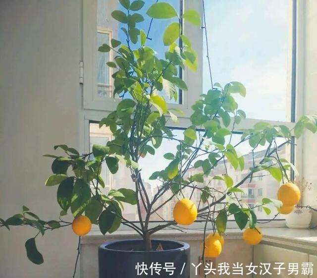 6种花净化空气效果好,放卧室特养人,睡得还香!