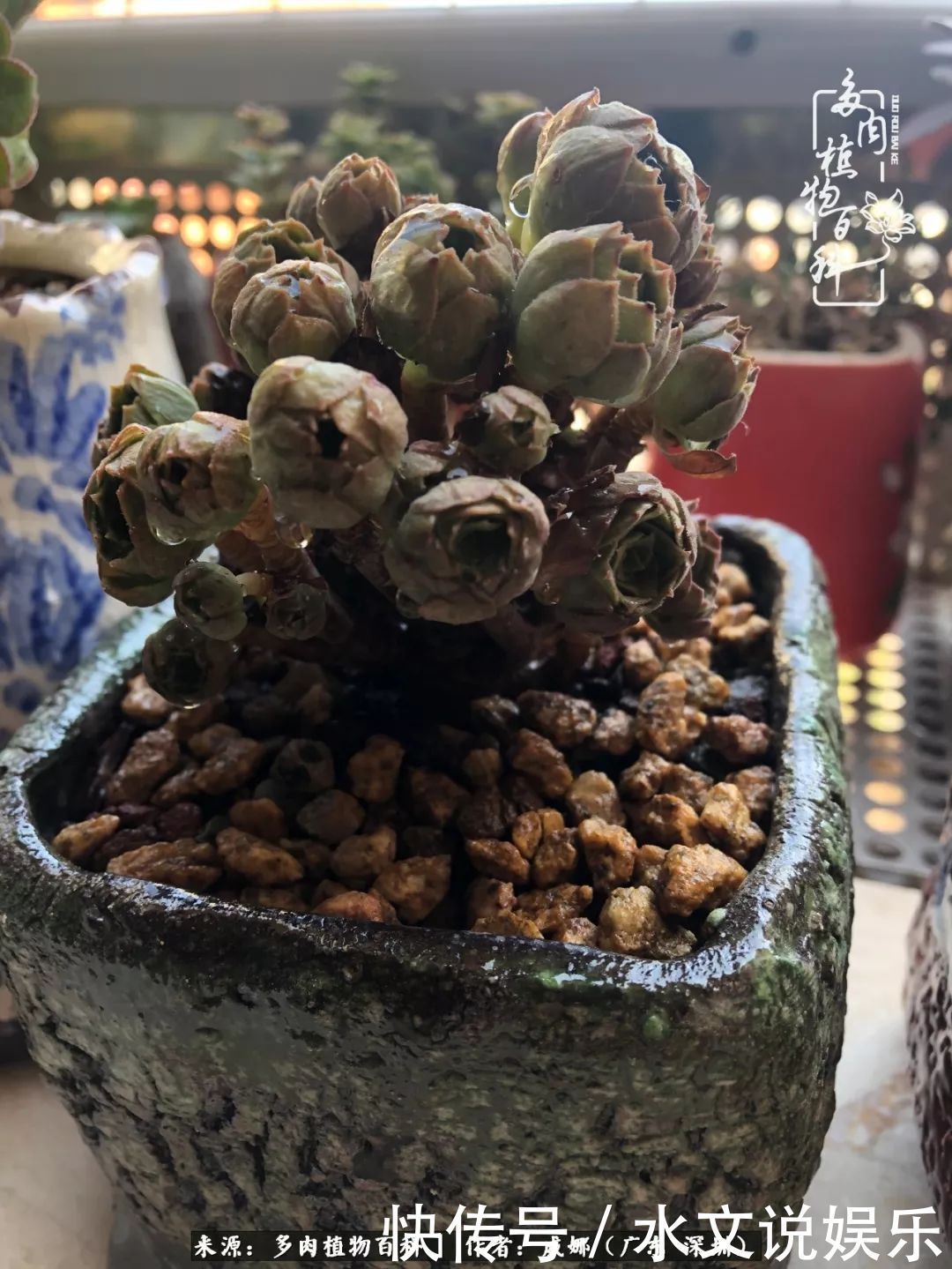 日子|笼子里露养的多肉,越养越美!有多肉的日子伴着小确幸!