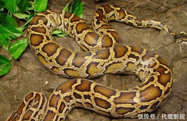 盘点世界十大蟒蛇 狂蟒之灾中的巨蛇都只能排第二 第一是谁 快资讯