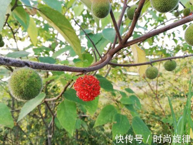 垂钓|这东西常被用来喂猪，却是钓草鱼的“神饵”，在某些水域有奇效