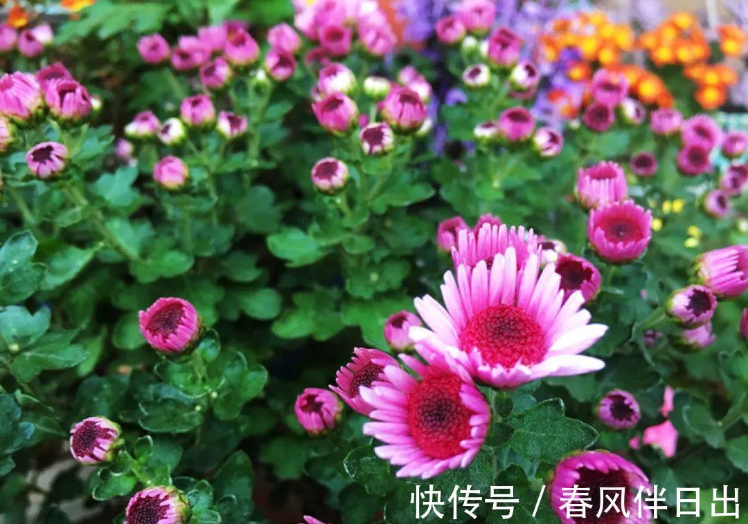 施肥|8种花赶紧剃头，剃得越狠，开花越多