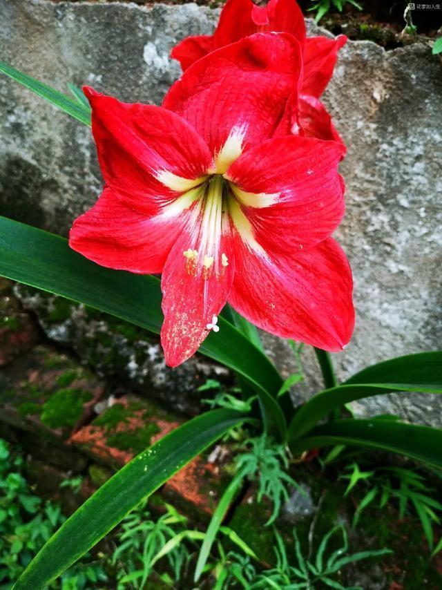 朱顶红|真正的花坚强,墙缝、地缝都能长,开花特别旺!